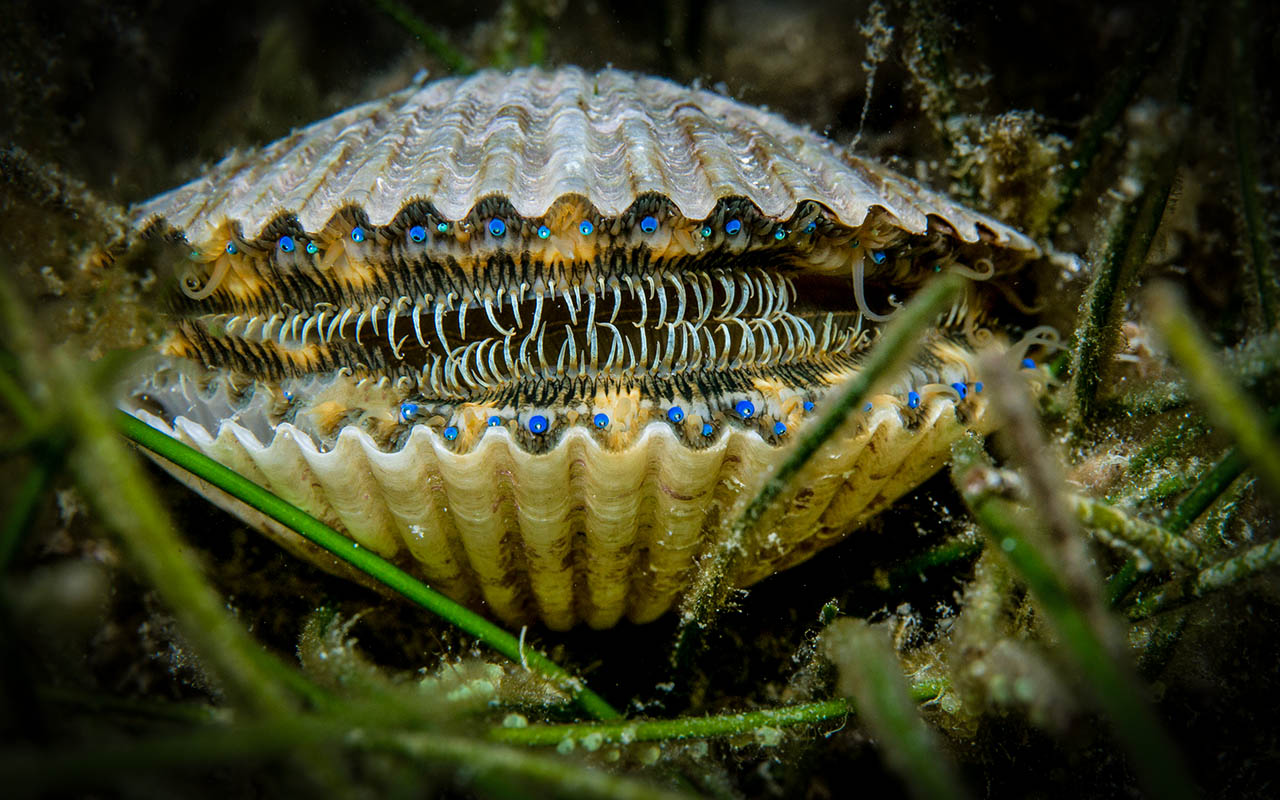 Image result for scallop animal